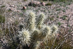 Cylindropuntia bigelovii