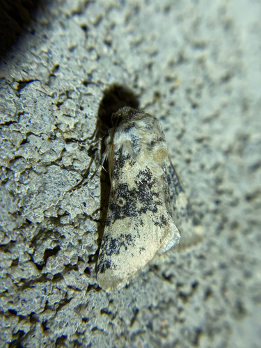 iNaturalist observation photo of Unciella primula
