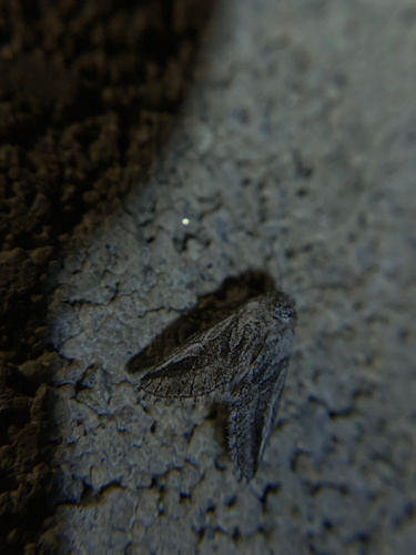 iNaturalist observation photo of Oxycnemis fusimacula