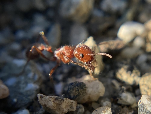 iNaturalist observation photo of California Harvester Ant