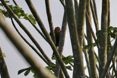 Cebus capucinus