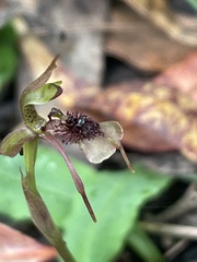 Chiloglottis seminuda
