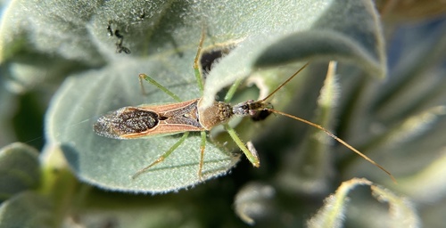 iNaturalist observation photo of Leafhopper Assassin Bug