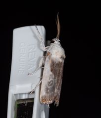 Cryptophasa gypsomera