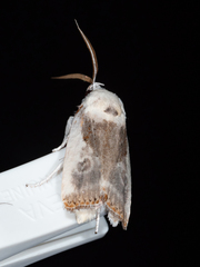 Cryptophasa gypsomera