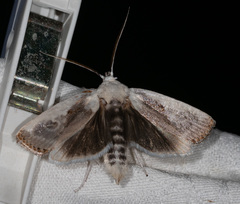 Cryptophasa gypsomera