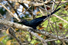 Greater Ani photo 4