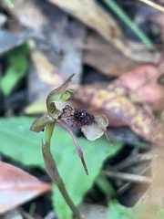 Chiloglottis seminuda