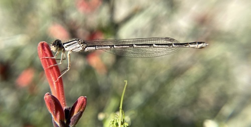 iNaturalist observation photo of Bluets