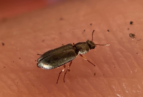 iNaturalist observation photo of Dasytinae