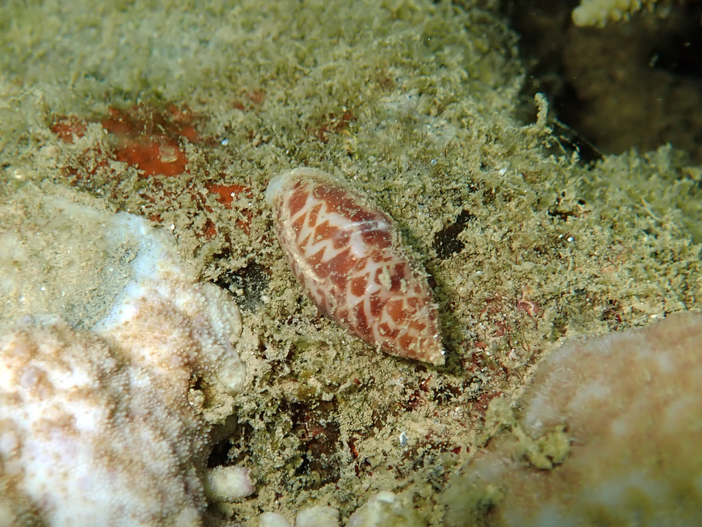 Pyrene Shell Pyrene from Anse Vata, Nouméa 98800, New Caledonia on February 15, 2020 ...