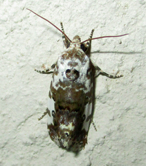 Acontia tinctilis