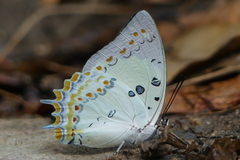 Polyura delphis