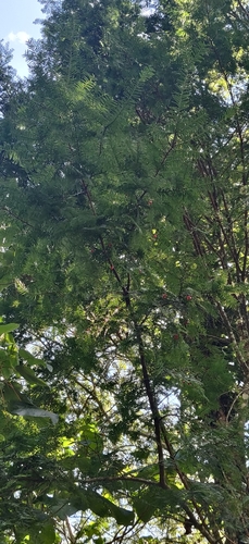 Taxus wallichiana, photograph 3