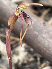 Chiloglottis diphylla
