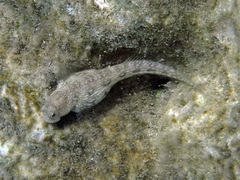 Salarias alboguttatus