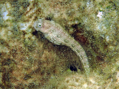 Salarias alboguttatus