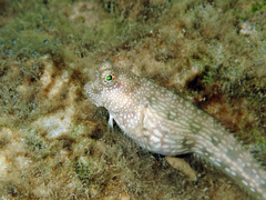 Salarias alboguttatus