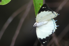 Polyura delphis