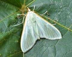 Stemorrhages sericea