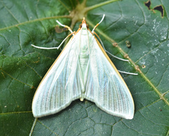 Stemorrhages sericea