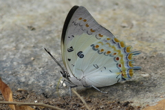 Polyura delphis