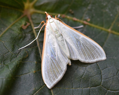 Stemorrhages sericea