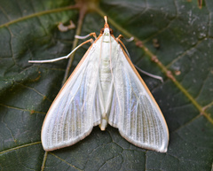 Stemorrhages sericea