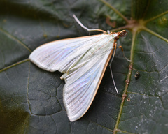 Stemorrhages sericea