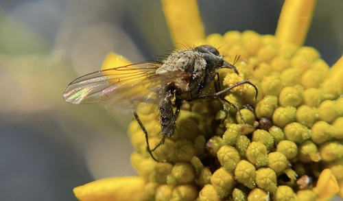 iNaturalist observation photo of Root-maggot Flies