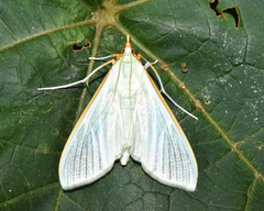 Stemorrhages sericea