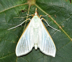 Stemorrhages sericea