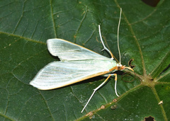 Stemorrhages sericea