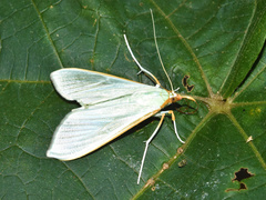 Stemorrhages sericea