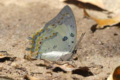 Polyura delphis
