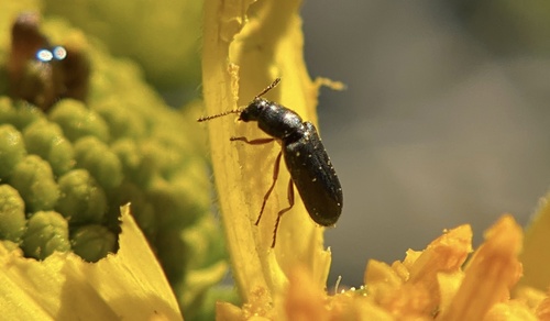 iNaturalist observation photo of Dasytinae