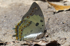 Polyura delphis