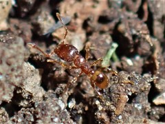 Pheidole rugosula