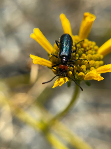 iNaturalist observation photo of Red-eared Blister Beetle