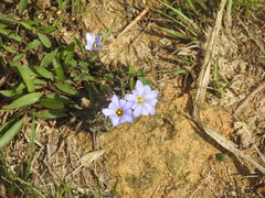 Gentiana loureiroi