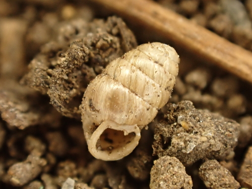 Common Chrysalis-Snail