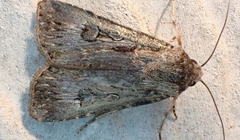 Agrotis munda