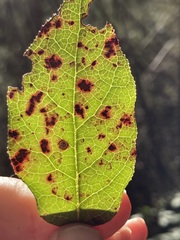 Mycosphaerella chimaphilae