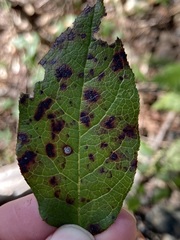 Mycosphaerella chimaphilae