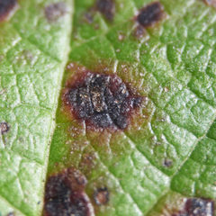 Mycosphaerella chimaphilae