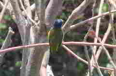 Euphonia hirundinacea