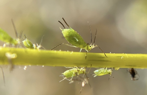 iNaturalist observation photo of Macrosiphini