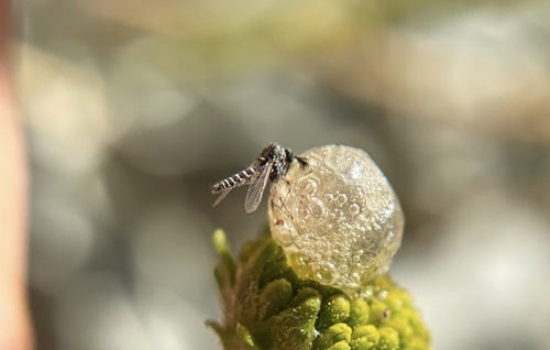 iNaturalist observation photo of Mosquitoes and Midges