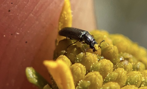 iNaturalist observation photo of Dasytinae