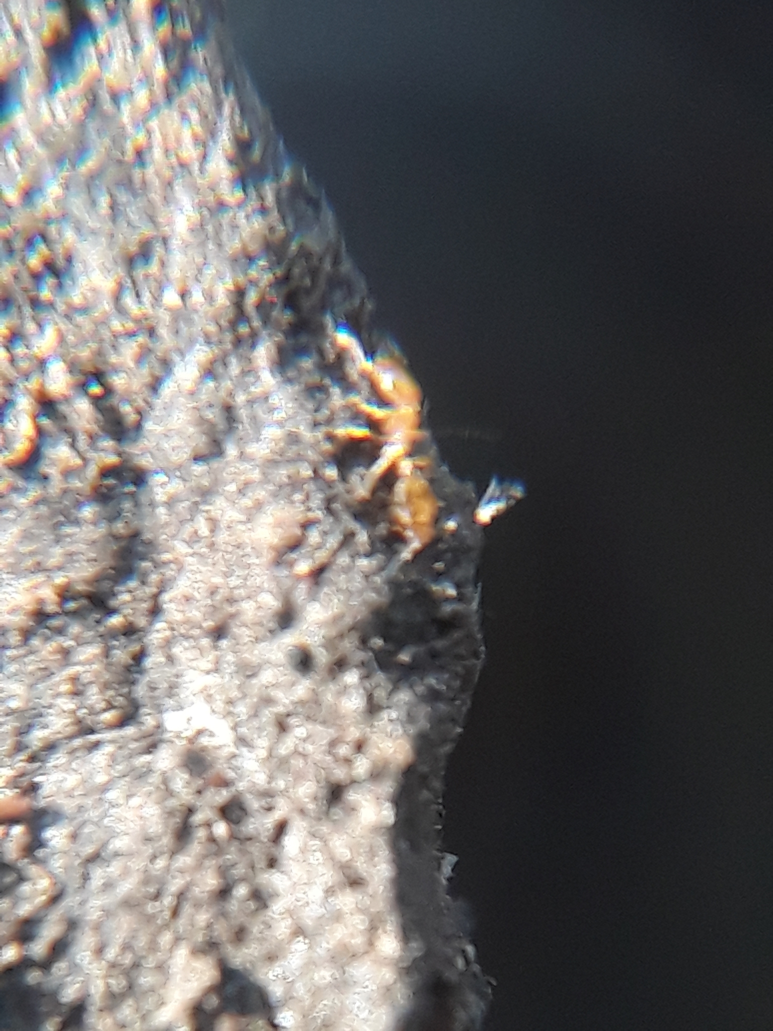 Monomorium atomum